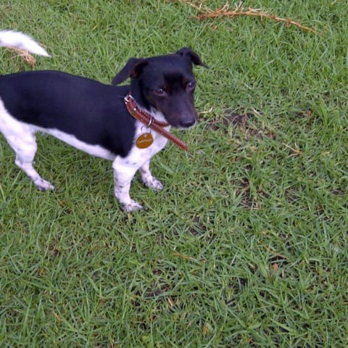 No photo for Chookie   Rehomed