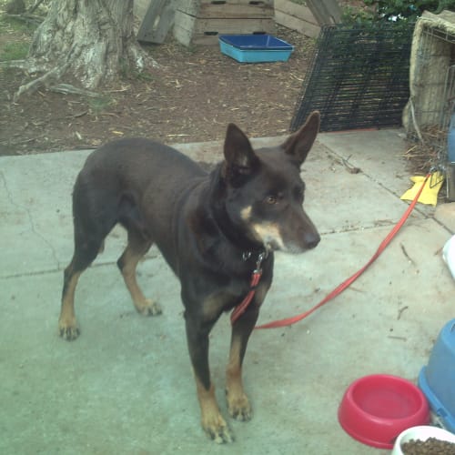 No photo for Found Dog