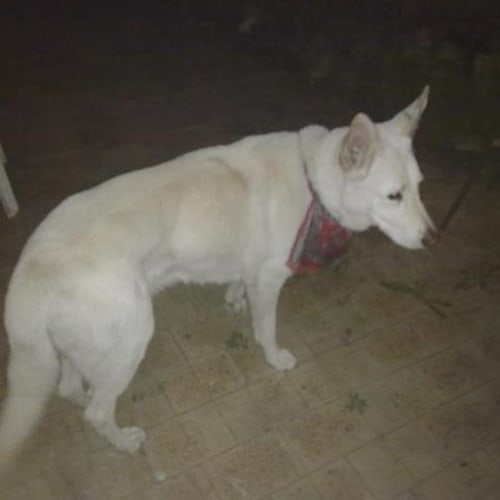 No photo for German Shepherd Foster Or Adopt