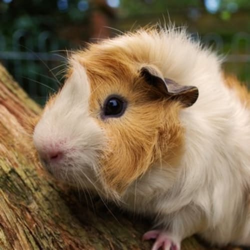 Dudley -Desexed -On Hold