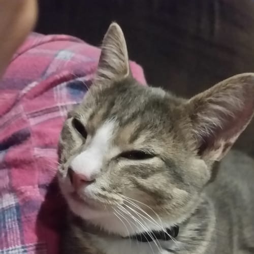 Ella