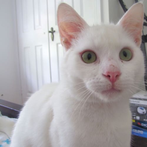 No photo for Phantom   Partially Blind