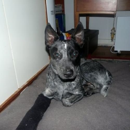 No photo for Huey *On Trial With My New Family*