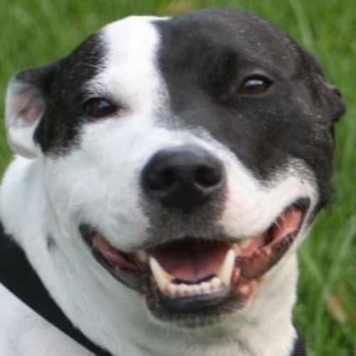No photo for Beau Foster Or Adopt