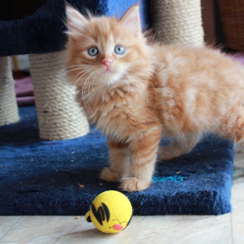 No photo for Flame *Adoption Pending*