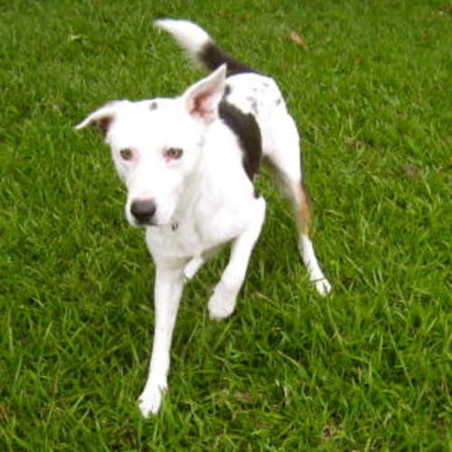 No photo for Tiger (On Trial As A Search & Rescue Dog)