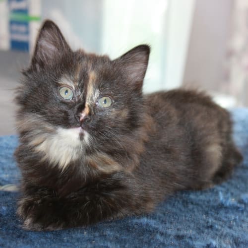 No photo for Tick *Adoption Pending*
