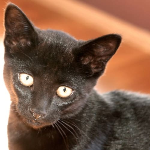 No photo for *On Trial With My New Family*Adopt Faye