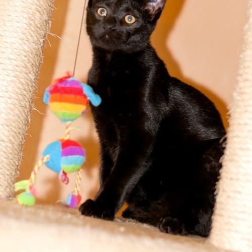 No photo for *On Trial With My New Family*Adopt Char