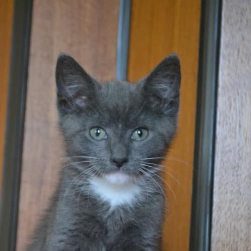 Monty * On Trial *