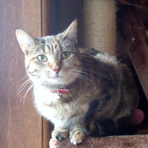 No photo for Pixie