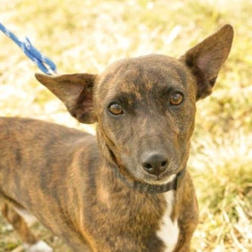 Td  ...  Has Been Adopted!!! Yay for Td