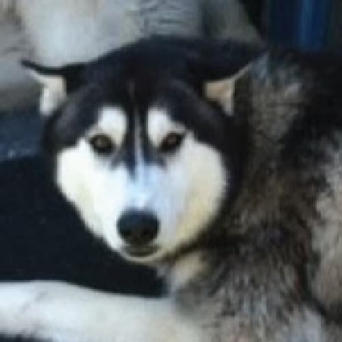 No photo for ***On Trial*** Loki