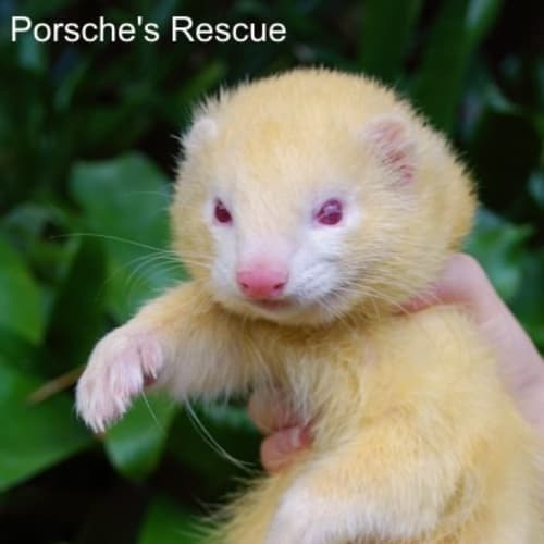 Milkshake -Desexed, Vaccinated and Microchipped