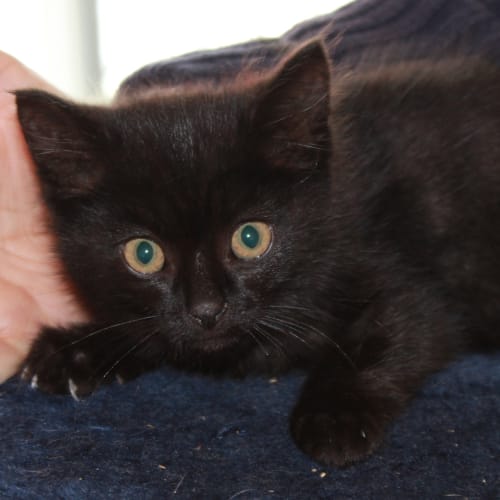 No photo for Devine * Adoption Pending*