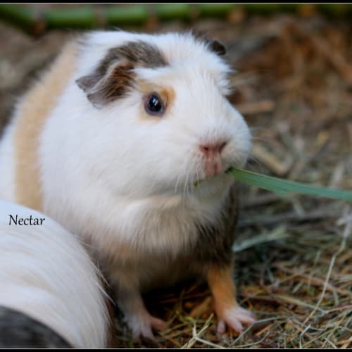 No photo for Nectar