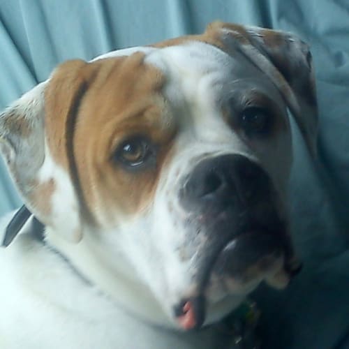 No photo for Buster