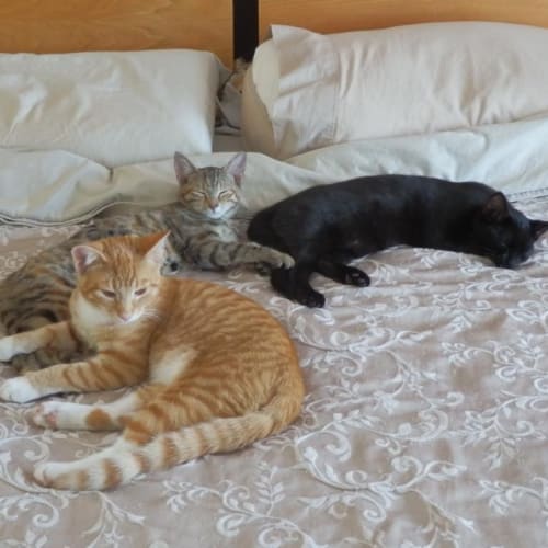 No photo for Mystique (Black Girl) Hc009