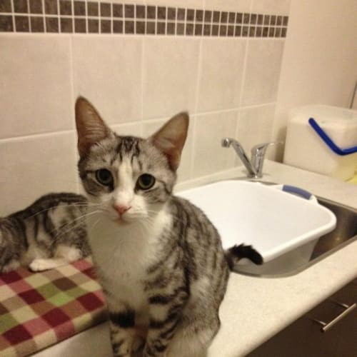 No photo for Angel (Hc029) *Foster Or Adopt*