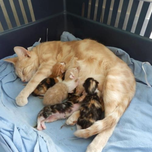 No photo for Gingey Mumma (Hc021)