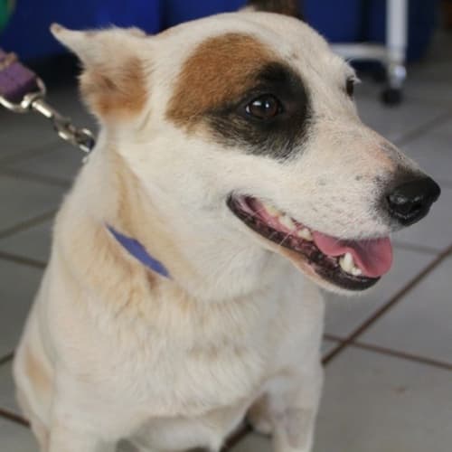 No photo for Bentley (D2112)