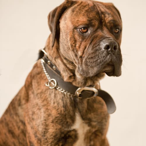 No photo for Basil Id 7205