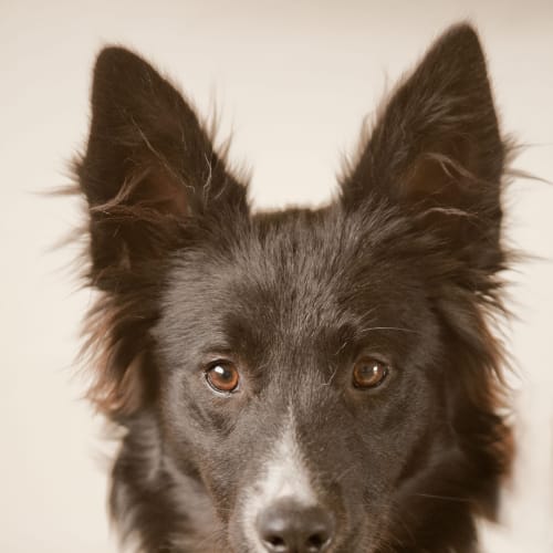 No photo for Sprocket Id 7178