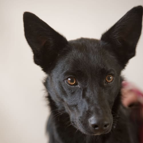 No photo for Lizzie Id 7199