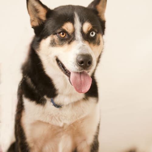 No photo for Frank Id 7081