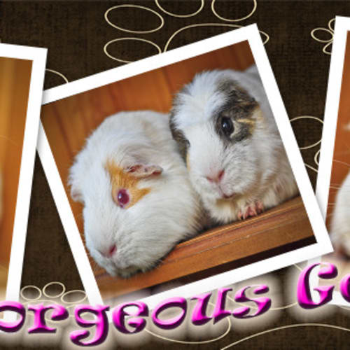 No photo for Gorgeous George