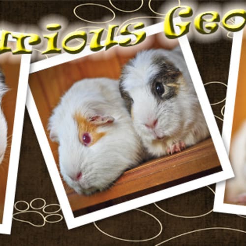 No photo for Curious George