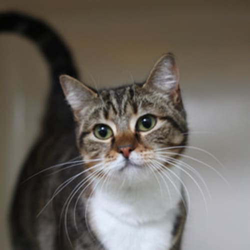 No photo for Mittens     "Special Needs"