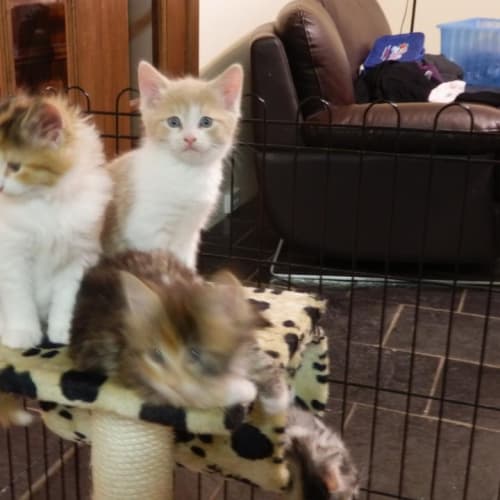 Champagne Ginger & White