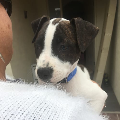 No photo for Princess ** Adorable Pup **