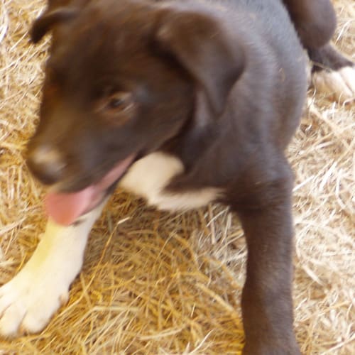Berti