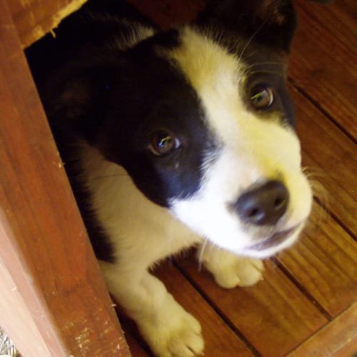 Brooke - Adoption Pending
