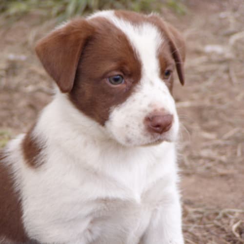 Beth - Adoption Pending