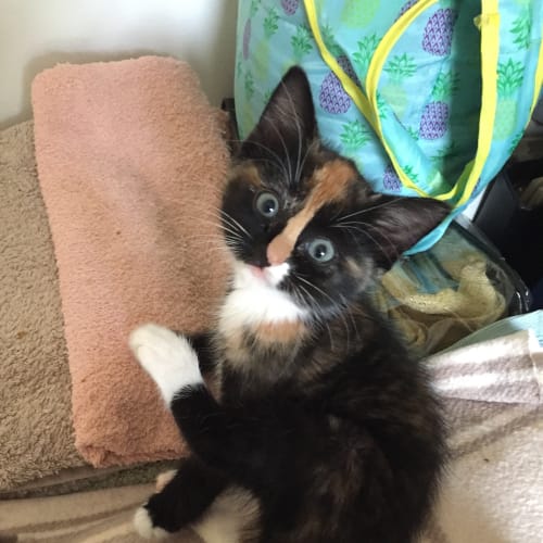 Marigold 🌼 K-Pop Superstar Kitten
