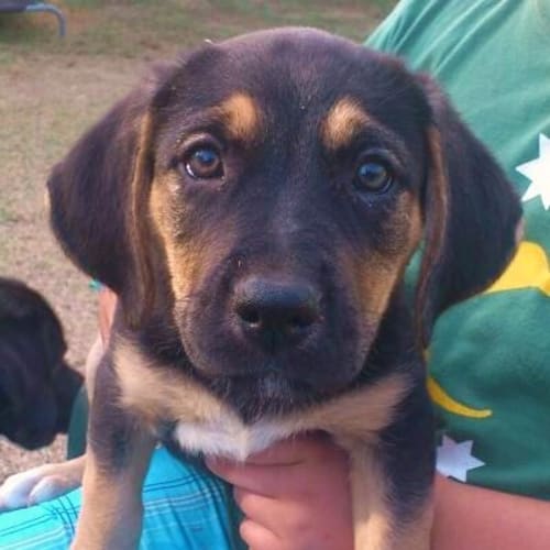 No photo for **On Trial With My New Family** Stella