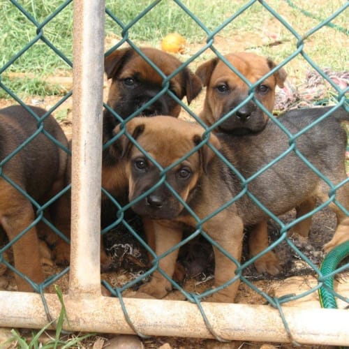 No photo for Sharpei X Pups