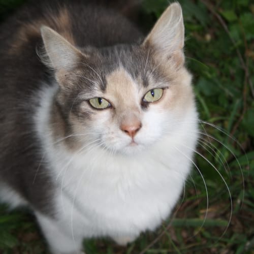 Meeke