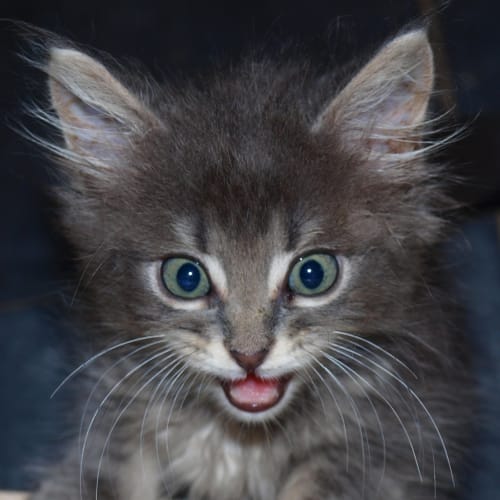 Grayson *On Trial Adoption Yay!*