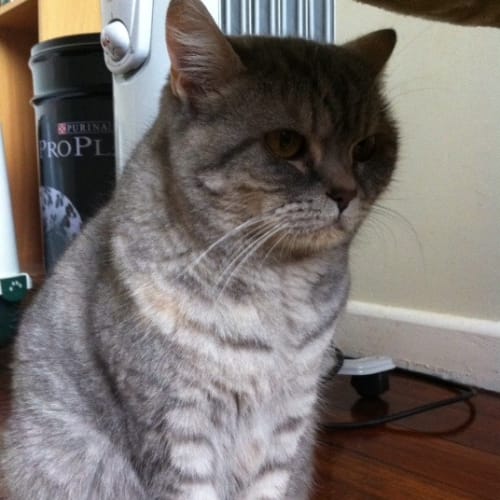 No photo for Pickles