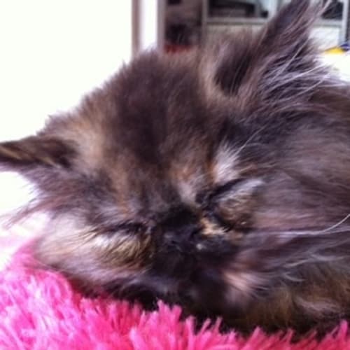 No photo for **On Trial With My New Family** Malaya