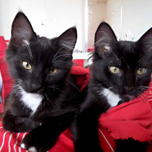 No photo for Bubble And Squeak