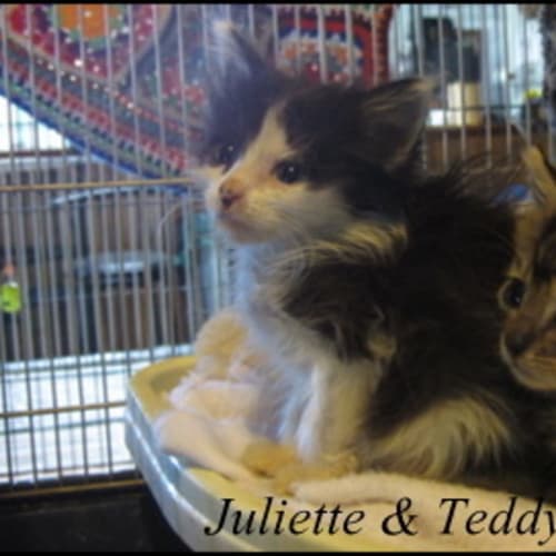 Juliette