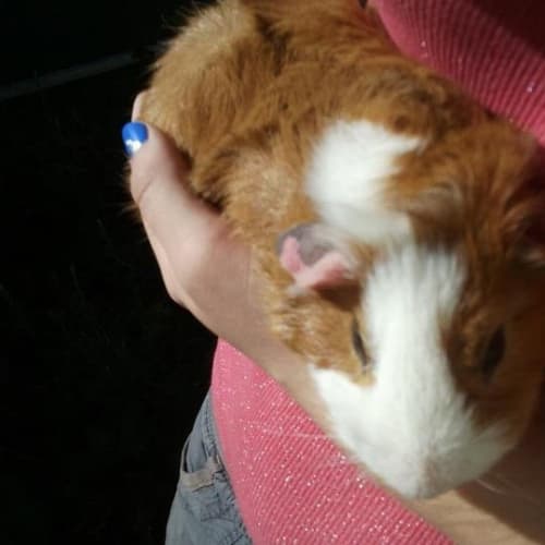No photo for Rambo