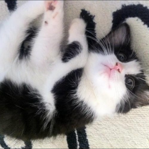 No photo for Rascal