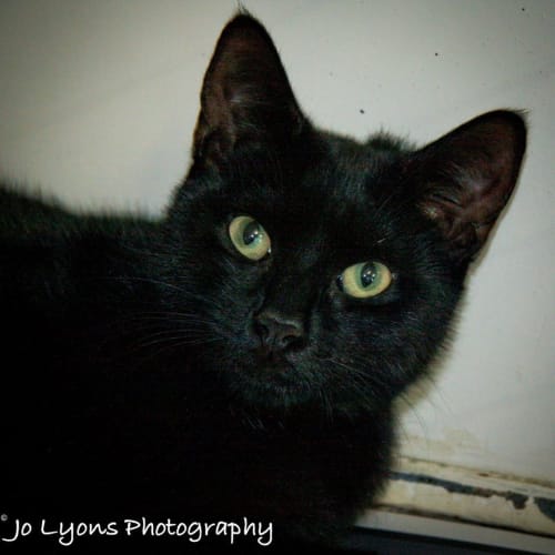 No photo for Blackjack (Absolutely Adorable)