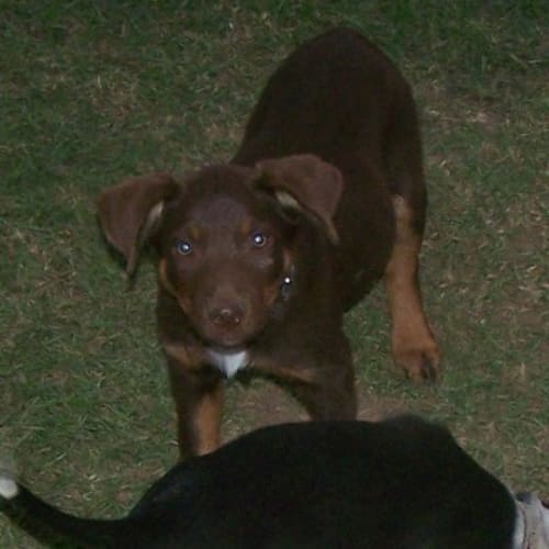 Rusty